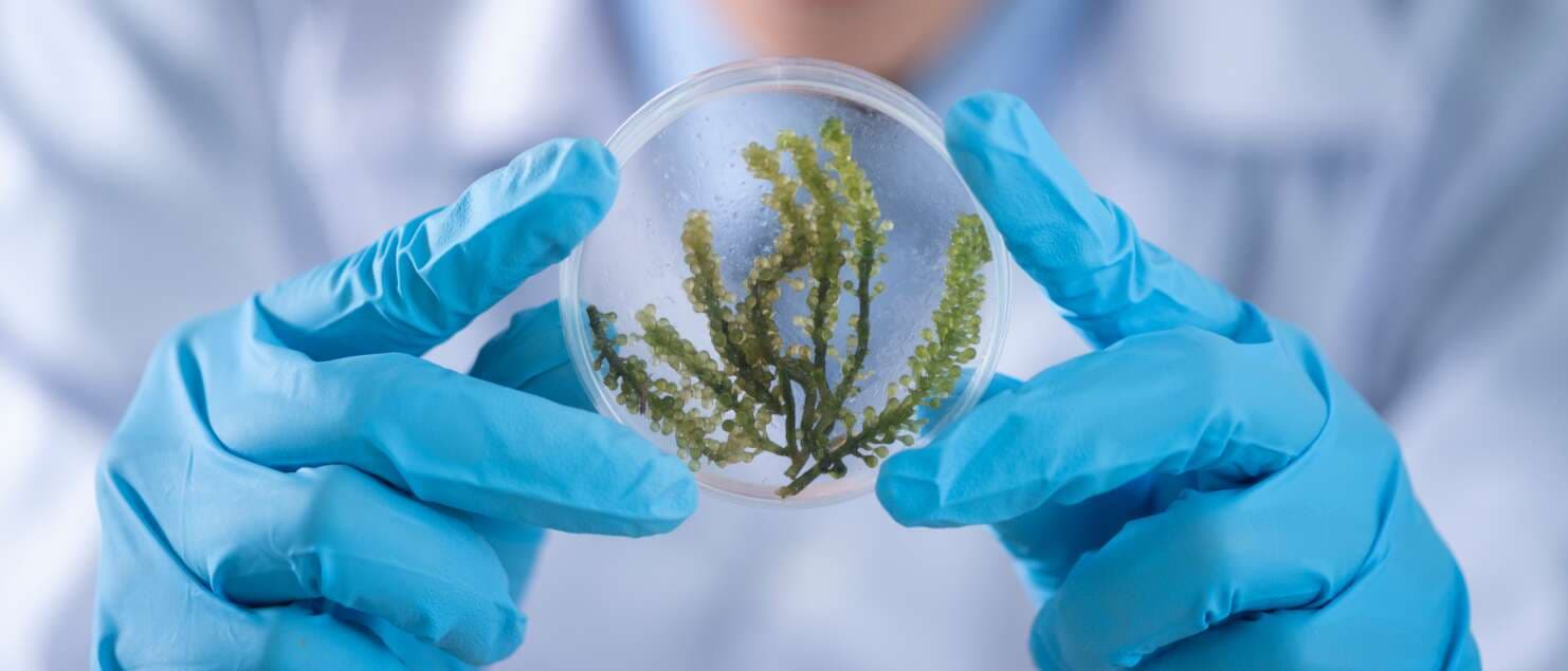 Biogenetic Engineering for Sustainable Development